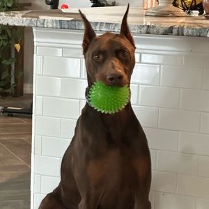 Meet your Posher, Jorge